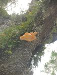 Fungi 
