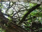 Vines