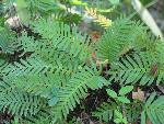 Ferns growing along side the road.