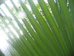 Palmetto leaves