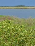 Greenery surrounds the cove overlooking Little Talbot Island.