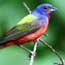 Painted Bunting
