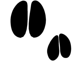 mystery animal track #2