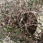 swarm of bees