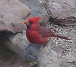 male cardinal