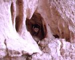 barn owl
