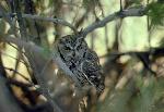screech owl