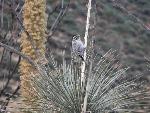 ladderback woodpecker