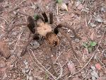 tarantula