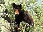 juvenile black bear