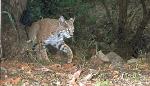 bobcat