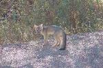grey fox