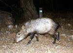 javelina