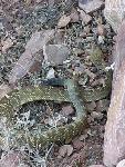 blacktail rattlesnake