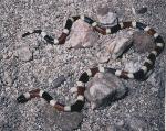 coral snake
