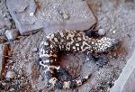 gila monster