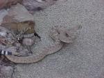 western diamondback rattlesnake