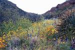 hillside with wildflowers