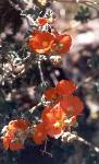 desert globemallow