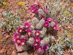 hedgehog cactus in bloom