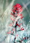 indian paintbrush