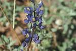 lupine