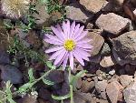 machaeranthera