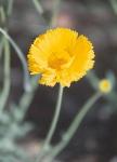 desert marigold
