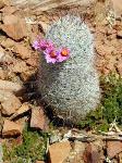 pincushion cactus in bloom