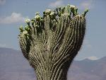 crested saguaro