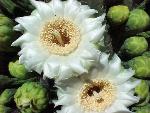saguaro flowers