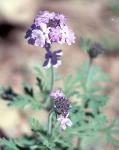 goodding's verbena