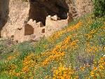 wildflowers at the Upper Cliff Dwelling