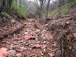 riparian area