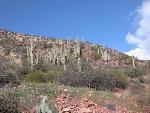 hillside with saguaros