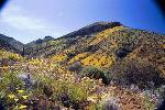 wildflowers along the Upper Cliff Dwelling trail