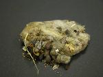 cotton found in the Upper Cliff Dwelling