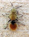 velvet ant