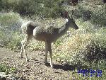 white-tailed buck