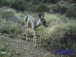 white-tailed doe