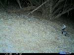 spotted skunk