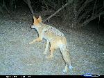 coyote
