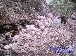 coati