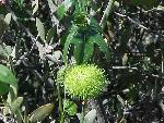 wild cucumber fruit