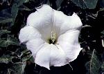 Datura flower