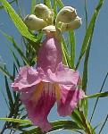 desert willow flower