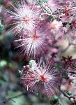 fairy duster flowers