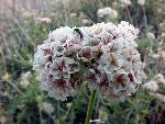 flat-top buckwheat flowers