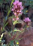 owl clover blossom