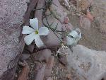 Desert Phlox flower